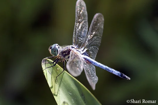 Blue Darner Dragonfly