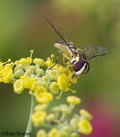 Hoverfly