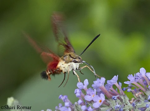 Hummingbird Moth