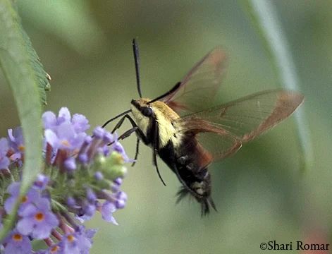 Hummingbird Moth