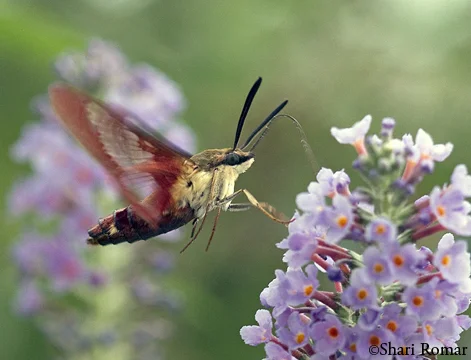 Hummingbird Moth
