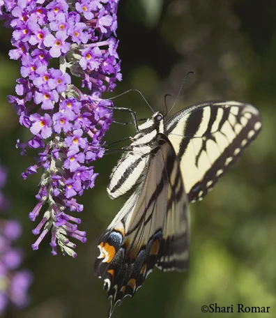 Eastern Tiger Swallowtail Butterfly