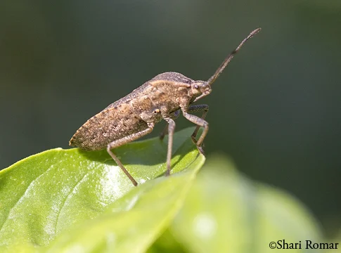 Brown Marmorated Stink Bug