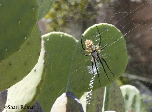 Banded Argiope