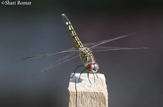 Blue Dasher Dragonfly