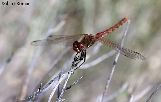 Western Meadowhawk