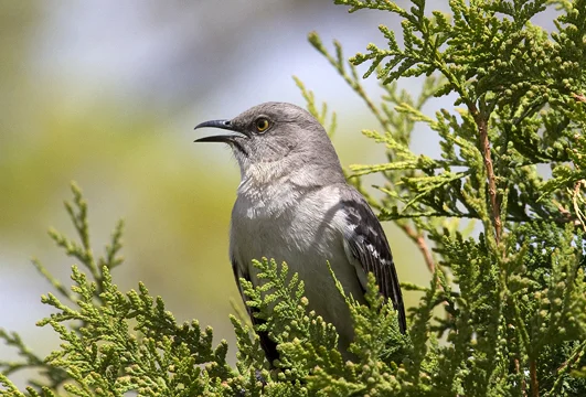 Northern Mockingbird