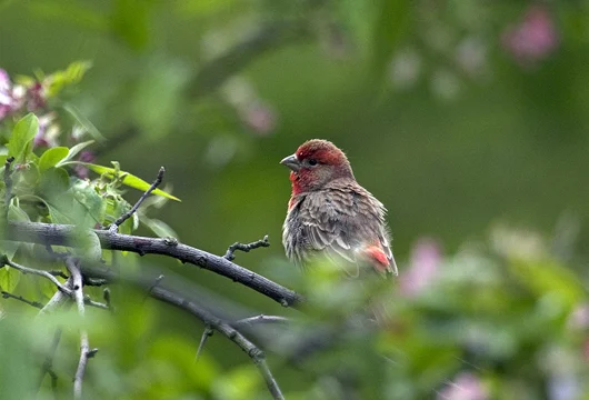 House Finch