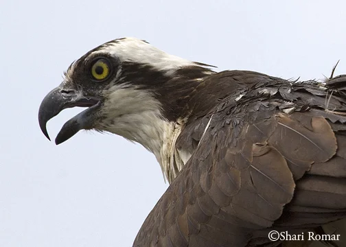 Osprey