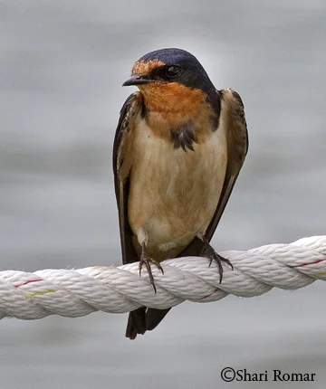 Barn Swallow