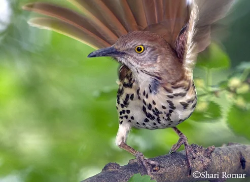 Brown Thrasher
