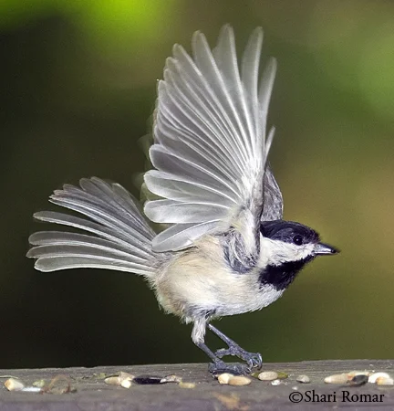 Black-capped Chickadee