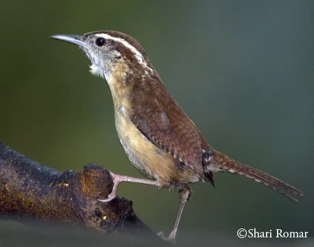 Carolina Wren