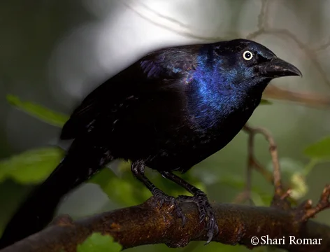 Common Grackle