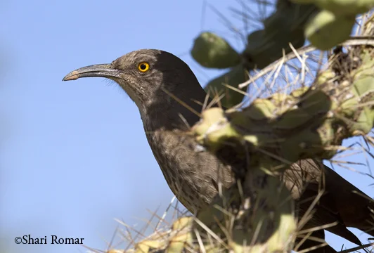 Curve-billed Thrasher