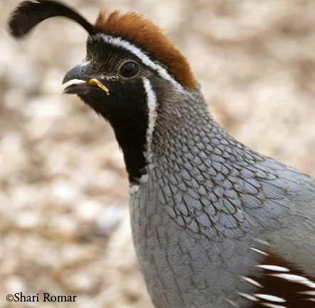 Gambel's Quail