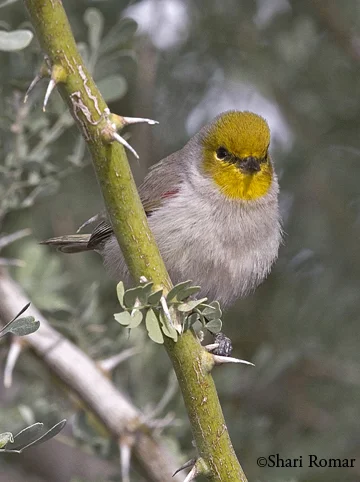 Verdin