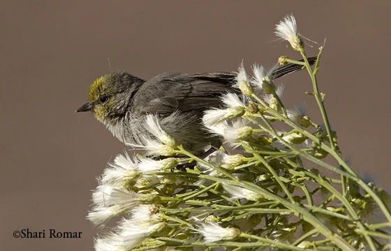 Verdin