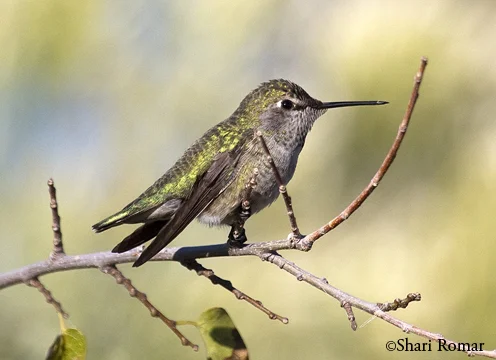 Anna's Hummingbird
