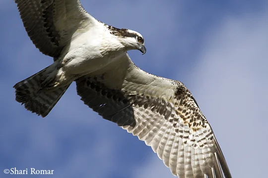 Osprey