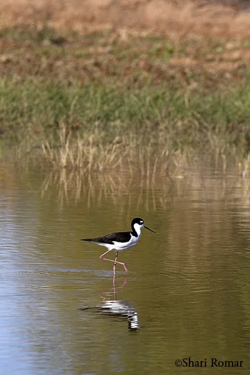 Black-necked Stilt