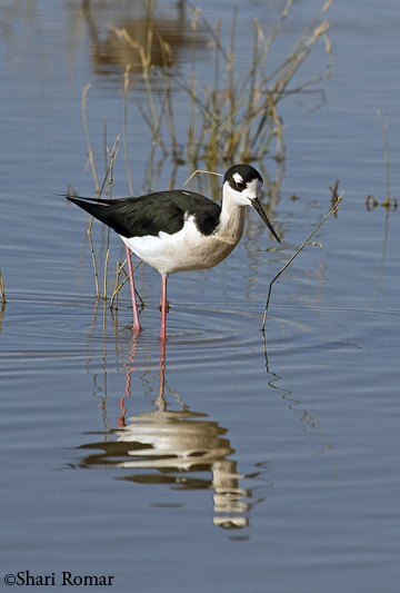 Black-necked Stilt