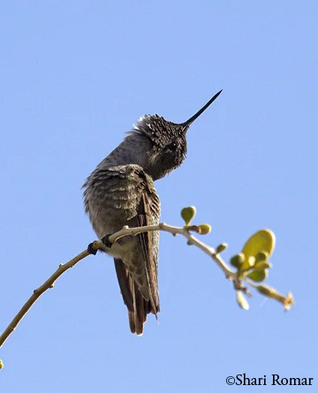 Anna's Hummingbird