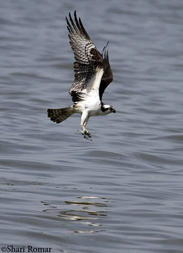 Osprey