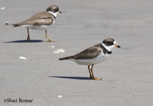 Semi-palmated Plovers