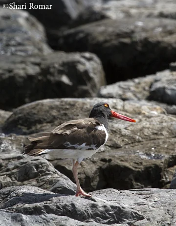 American Oystercatcher