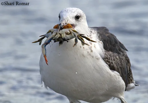 Great Black-backed Gull with Crab