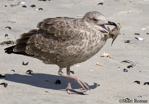 Herring Gull (immature) with Crab