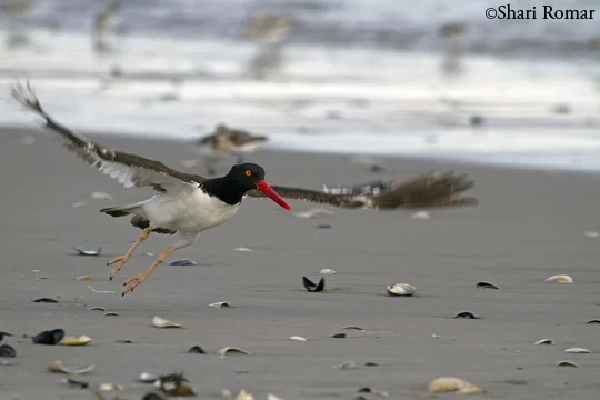 American Oystercatcher