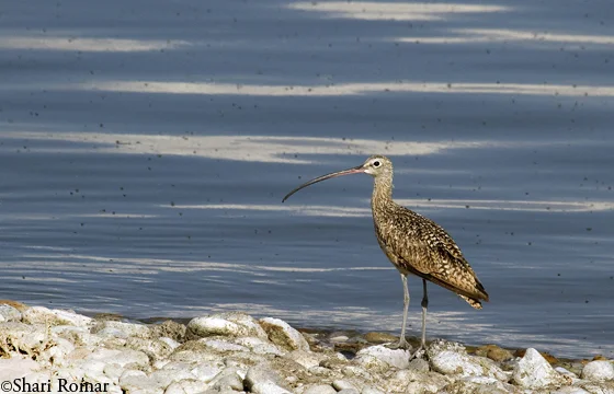 Long-billed Curlew