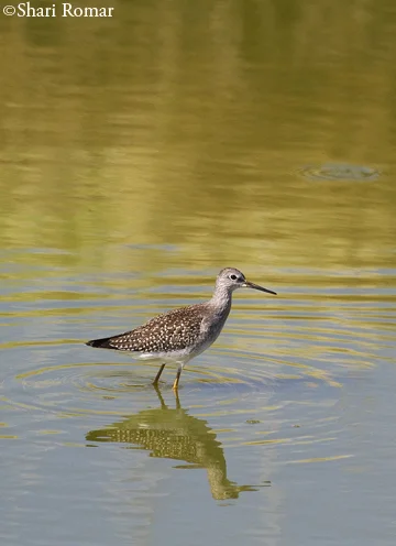 Greater Yellowlegs