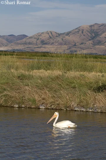American White Pelican