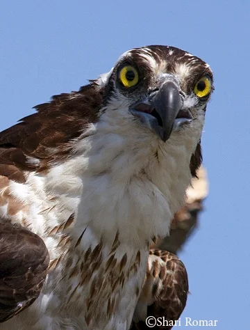 Osprey