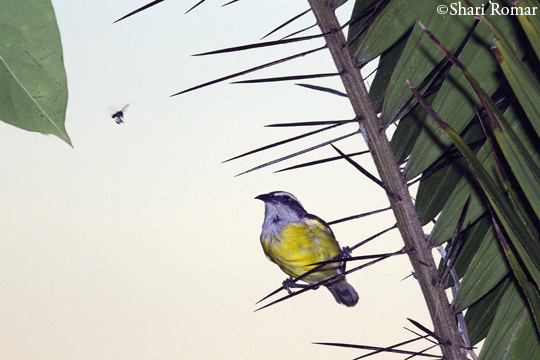 Dia Siete -- Marathon Birding