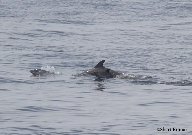 Do you see the baby dolphin?