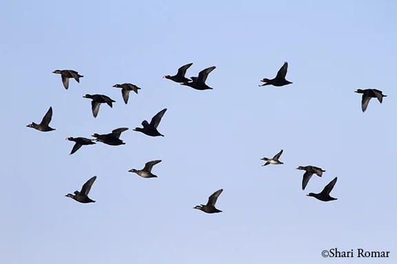 IMG_9104web.jpg