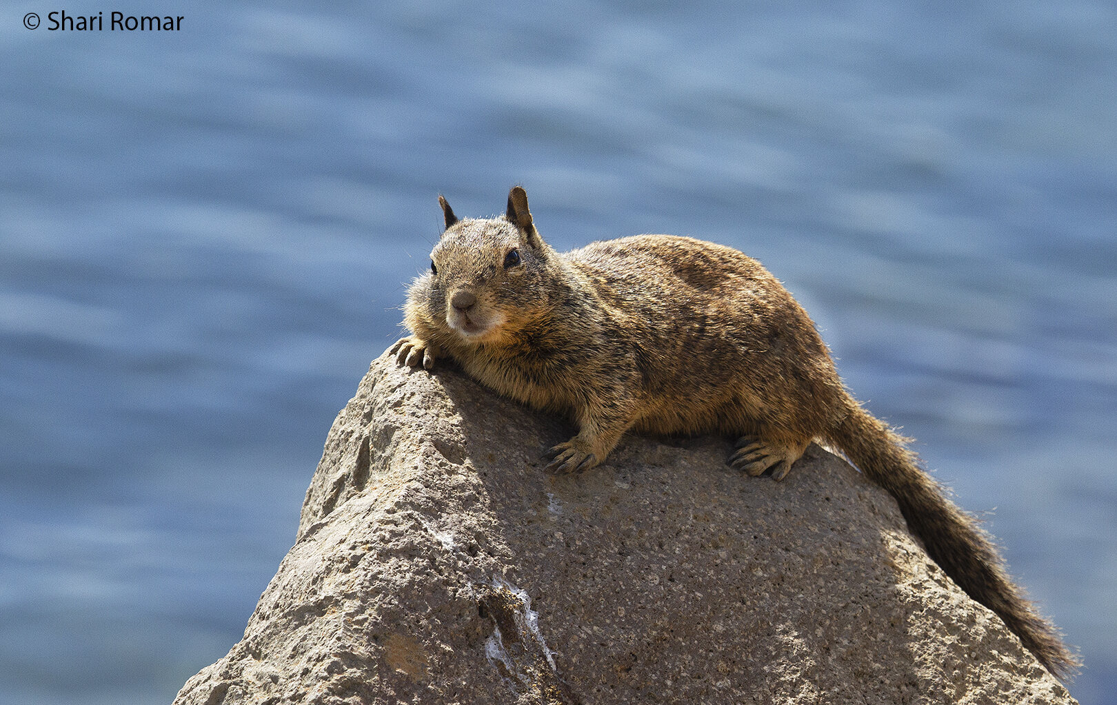 California ground squirrel - Morro Rock, CA
