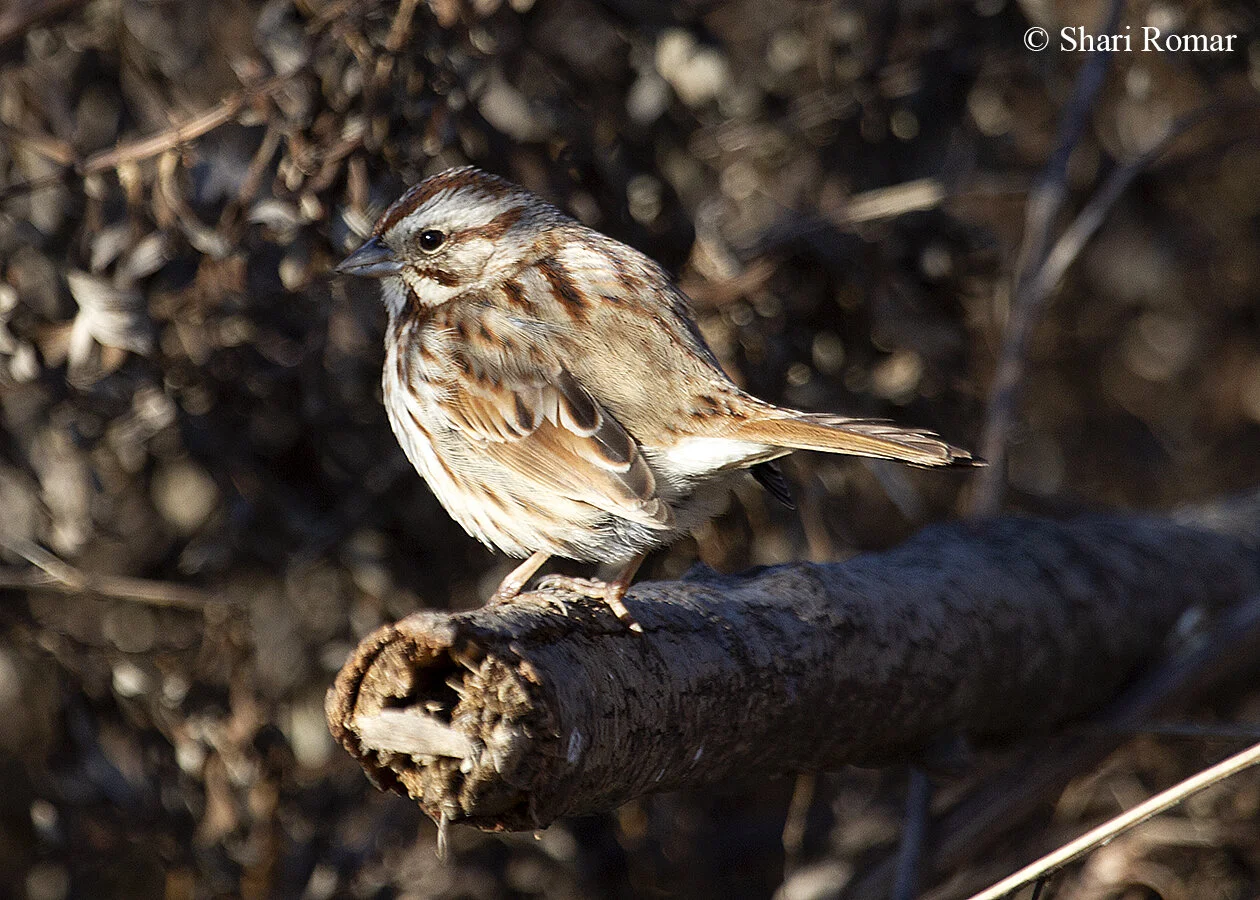 Song Sparrow / Queens, New York