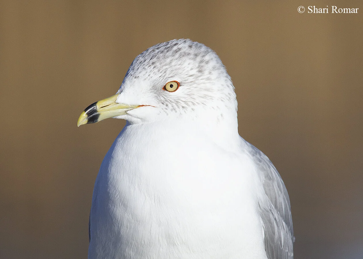 Ring-billed Gull / Queens, New York