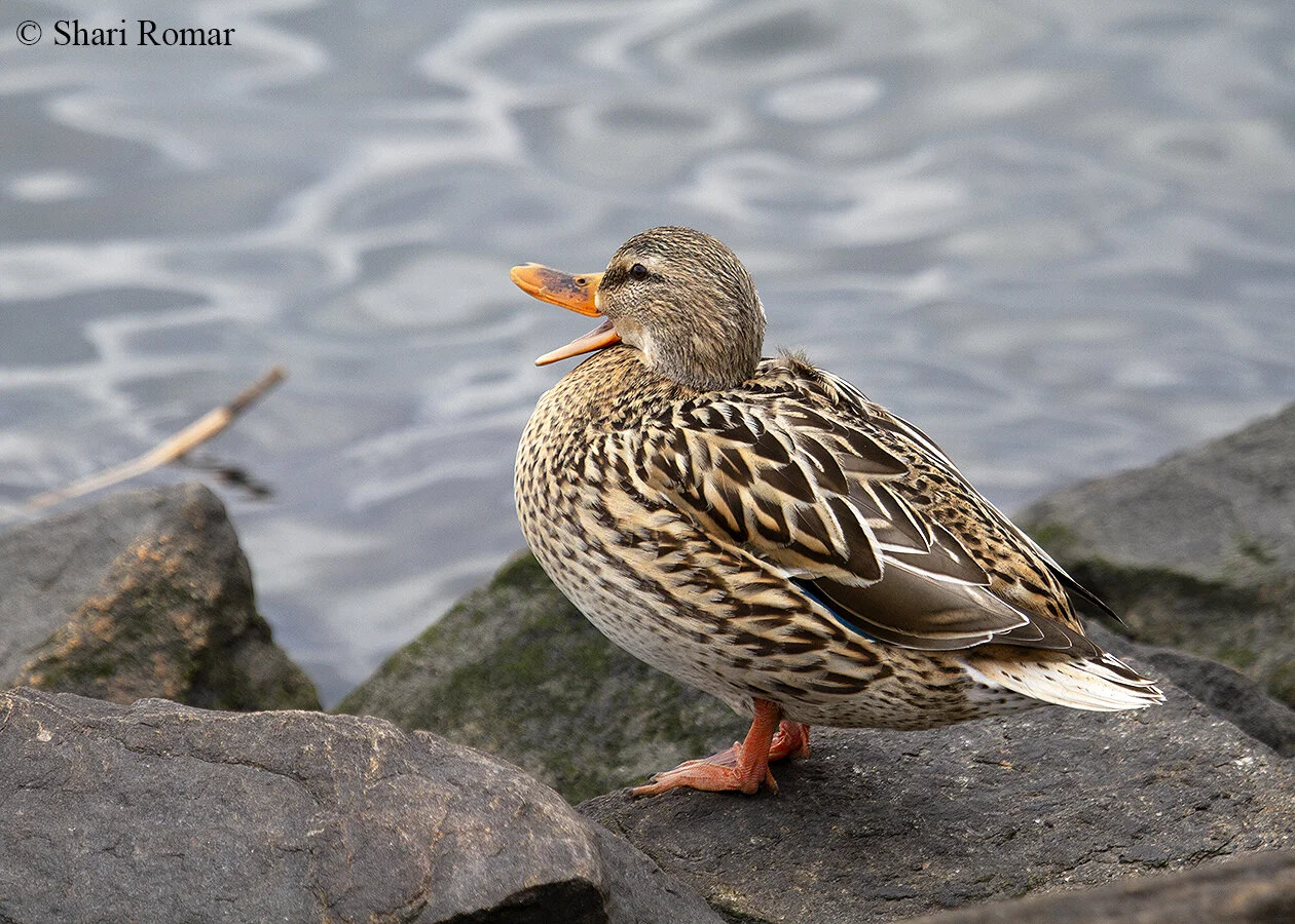 Mallard / Queens, New York