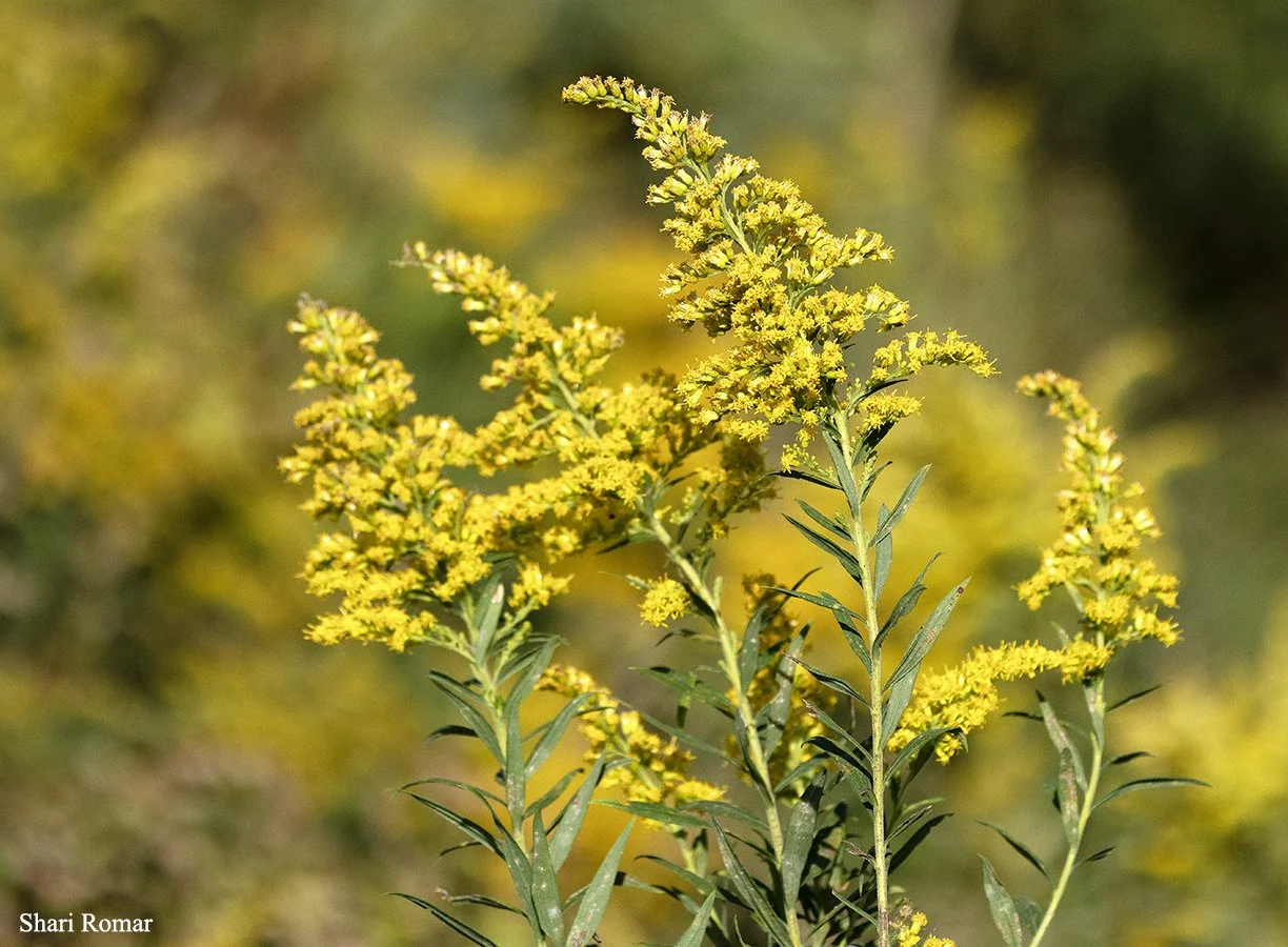 Goldenrod, Oak Ridge Prairie, Griffith, Indiana