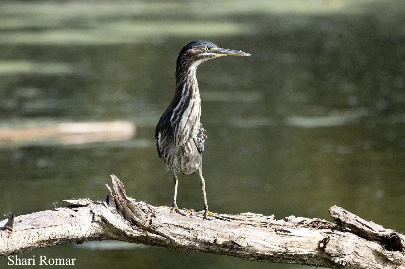 Green Heron, Highland Heron Rookery, Highland, Indiana