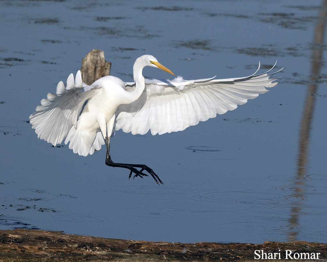 Great Egret, Highland Heron Rookery, Highland, Indiana