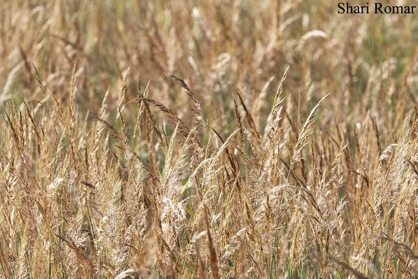 Prairie Grasses, Oak Ridge Prairie, Griffith, Indiana