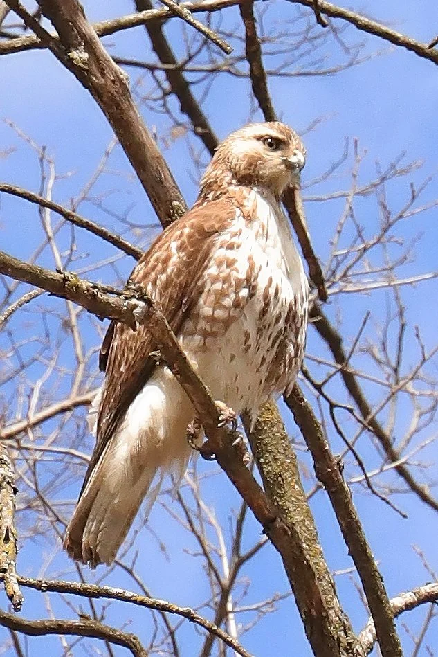 Hawk Grove2.jpg
