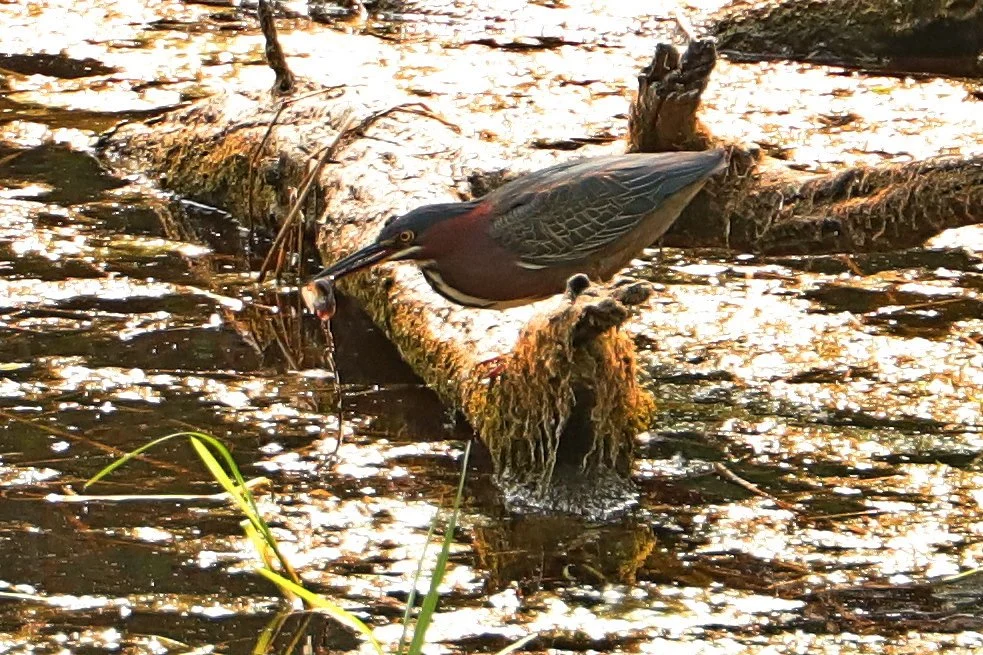 2G3A8072 - Copy_cr.jpg